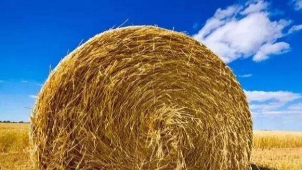 固廢綜合再利用，秸稈上種出大球蓋菇